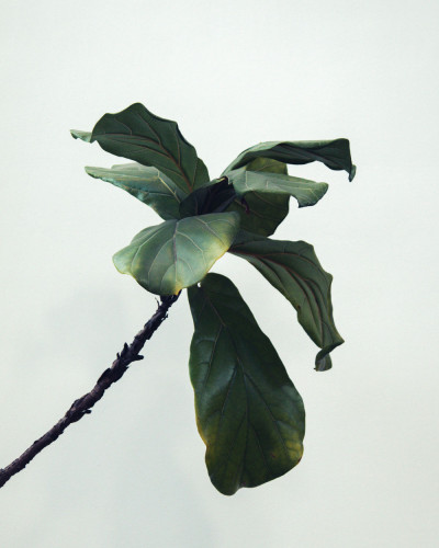 Einwirkungen von Pflanzen